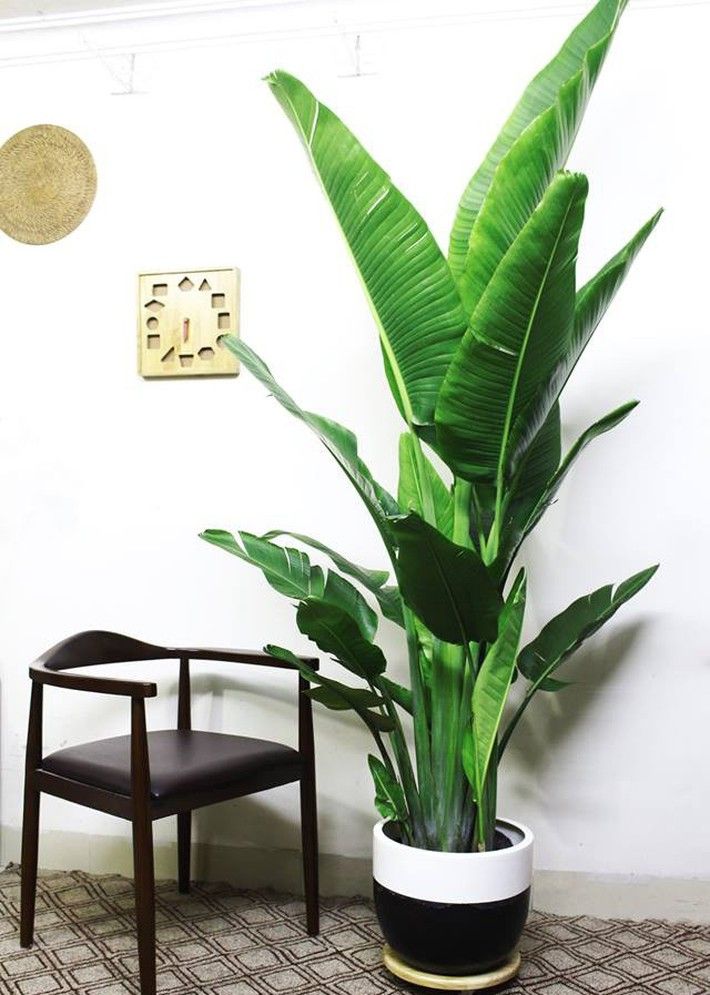 Cay-xanh-cho-khong-gian-thien