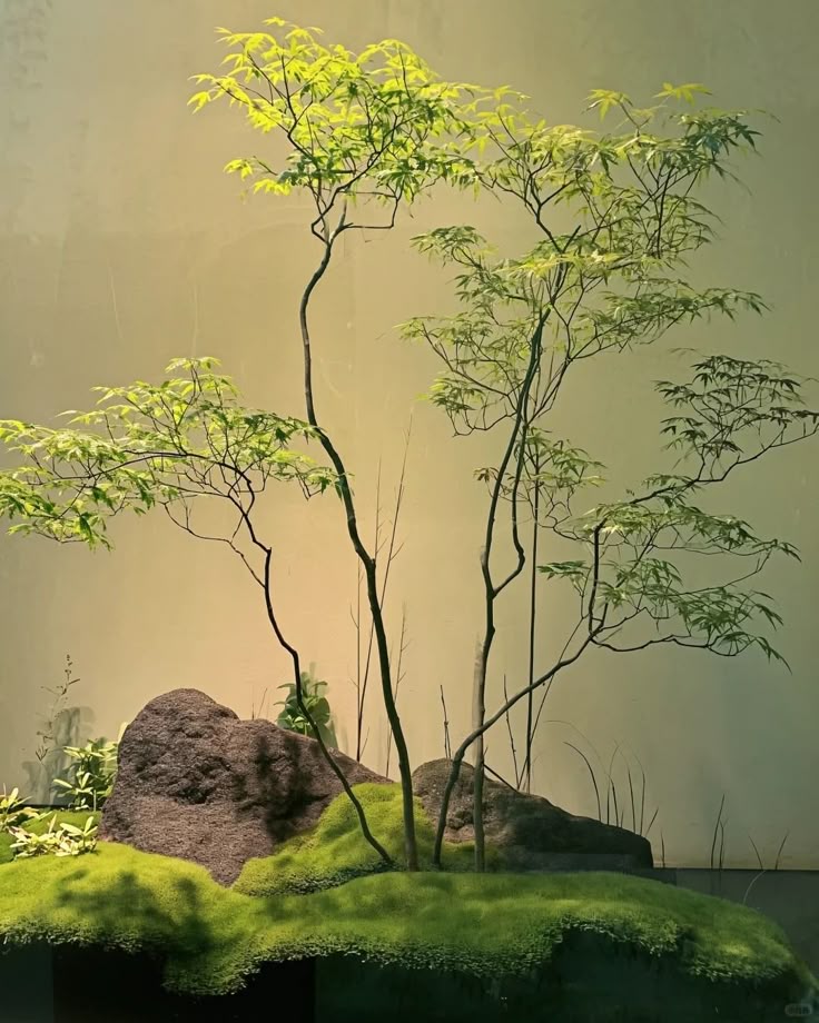 Cay-xanh-cho-nguoi-cao-tuoi