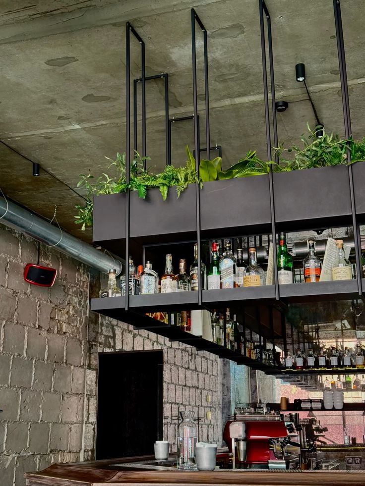 cay-xanh-de-quay-bar