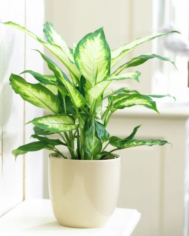 Chọn mua cây xanh mini để bàn uống trà – Vừa trang trí vừa phong thủy 3 cay-xanh-mini-de-ban