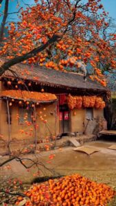 Cay-phong-thuy-co-mau-do