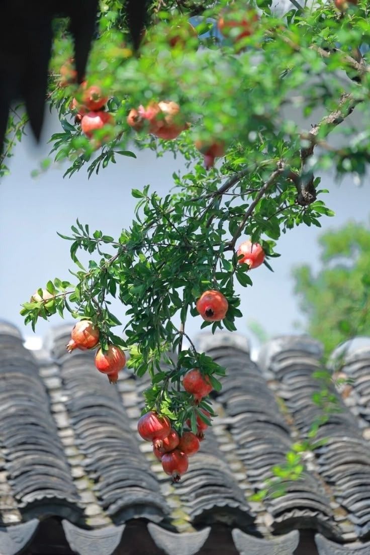 Cay-phong-thuy-co-mau-do