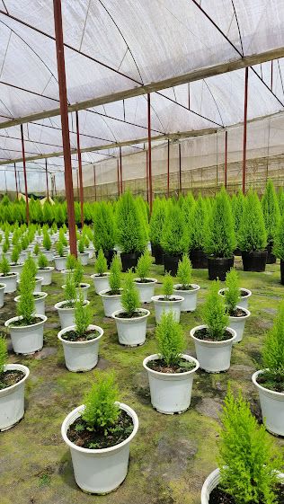 cay-phong-thuy-co-la-kim
