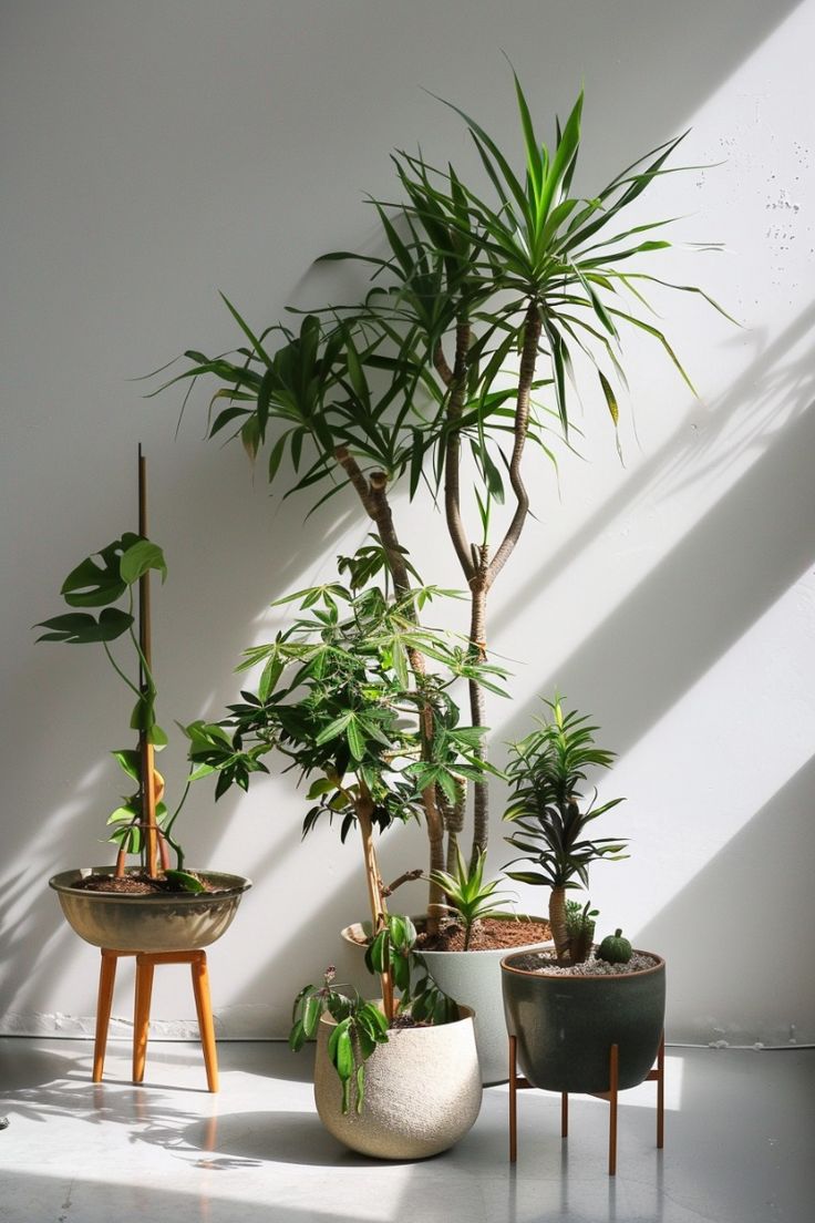cay-phong-thuy-hop-nguoi-menh-Kim