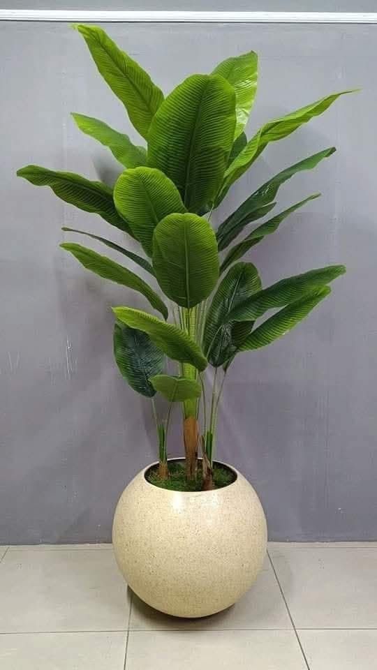 cay-phong-thuy-hop-nguoi-tu-tap