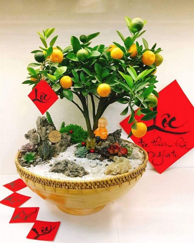 cay-phong-thuy-trong-ngay-Tet
