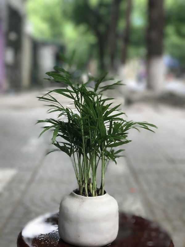 cay-phong-thuy-trong-quanh-mieu