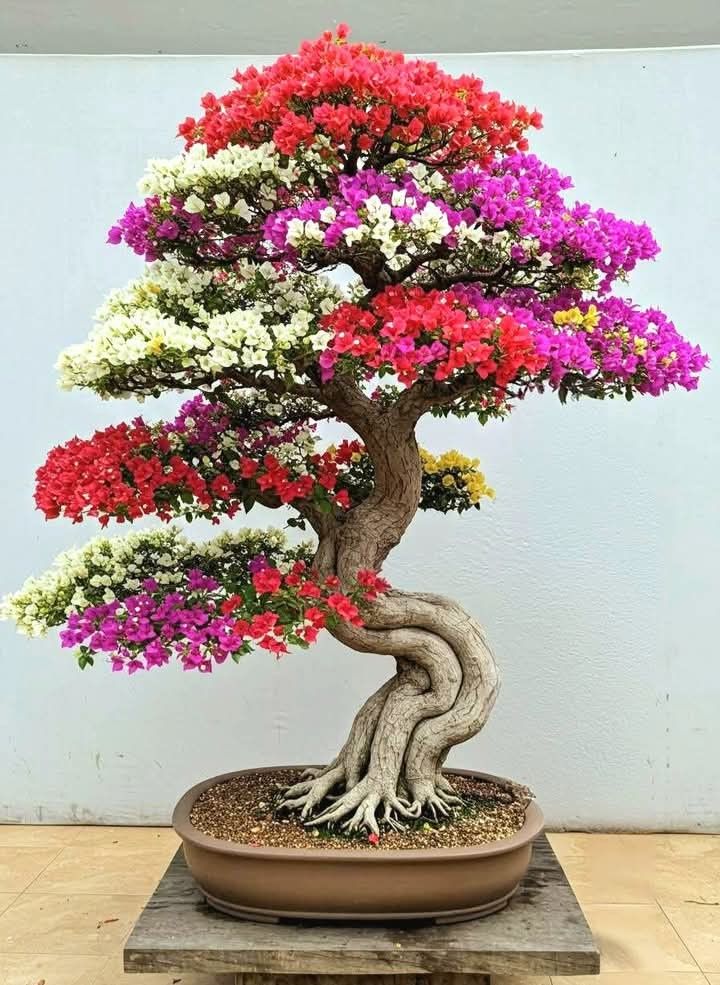 cay-xanh-de-lam-qua-khai-truong