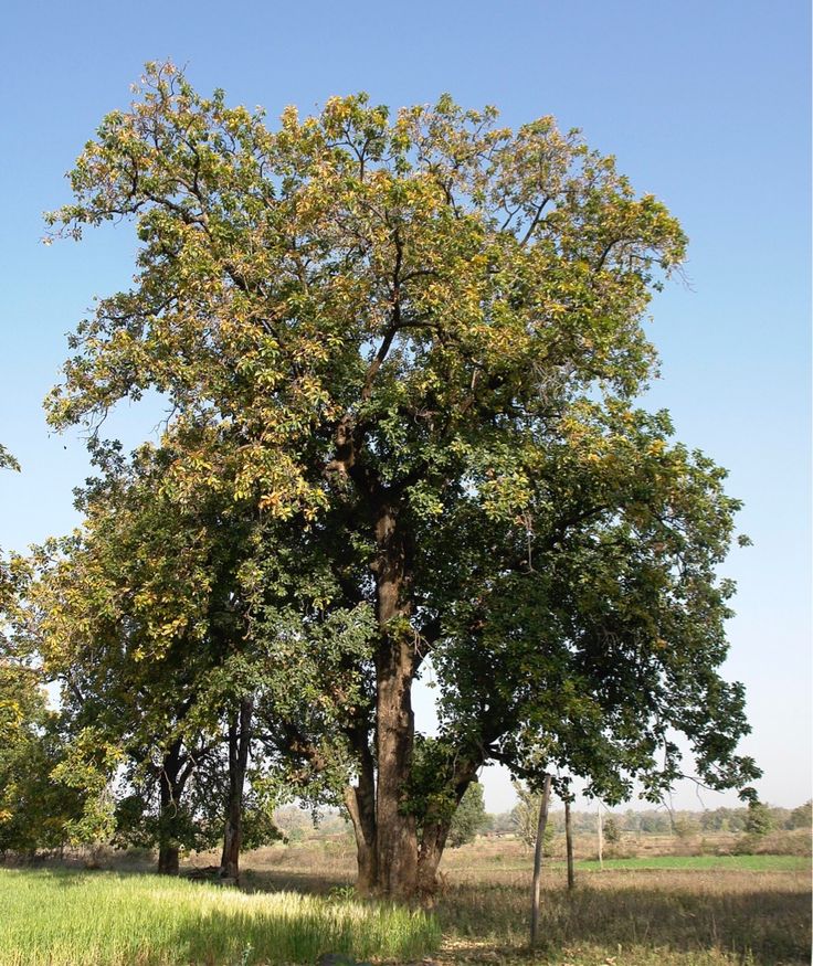 Ky-thuat-trong-va-cham-soc-cay-dau-rai