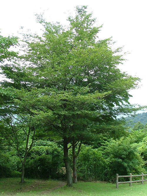 Thiet-ke-cay-xanh-cong-trinh