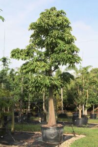 cay-dau-rai-cong-trinh-o-dau