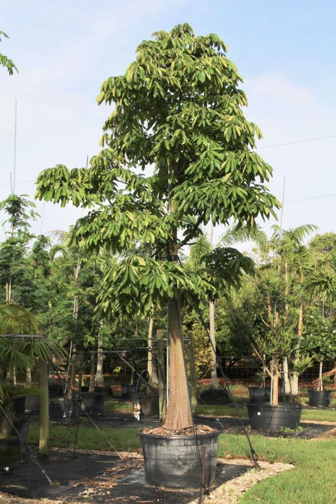 cay-dau-rai-cong-trinh-o-dau