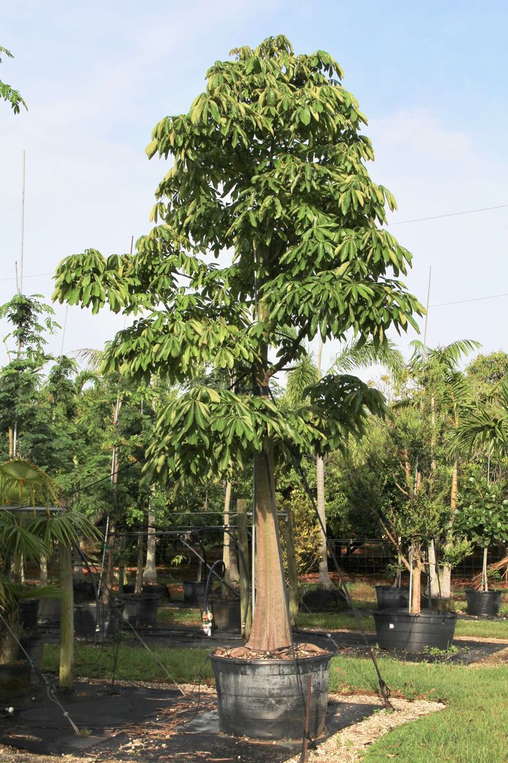 cay-dau-rai-cong-trinh-o-dau