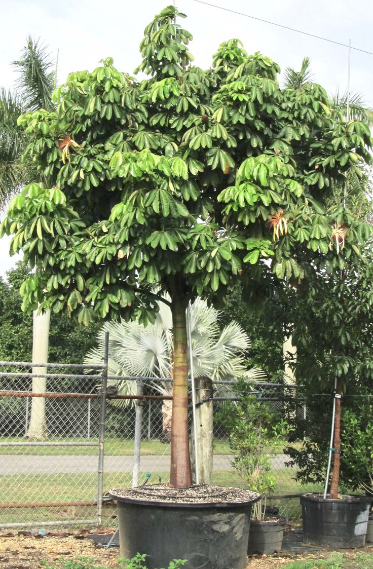 cay-dau-rai-cong-trinh-o-dau