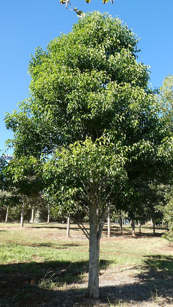 cay-sao-den-ven-duong