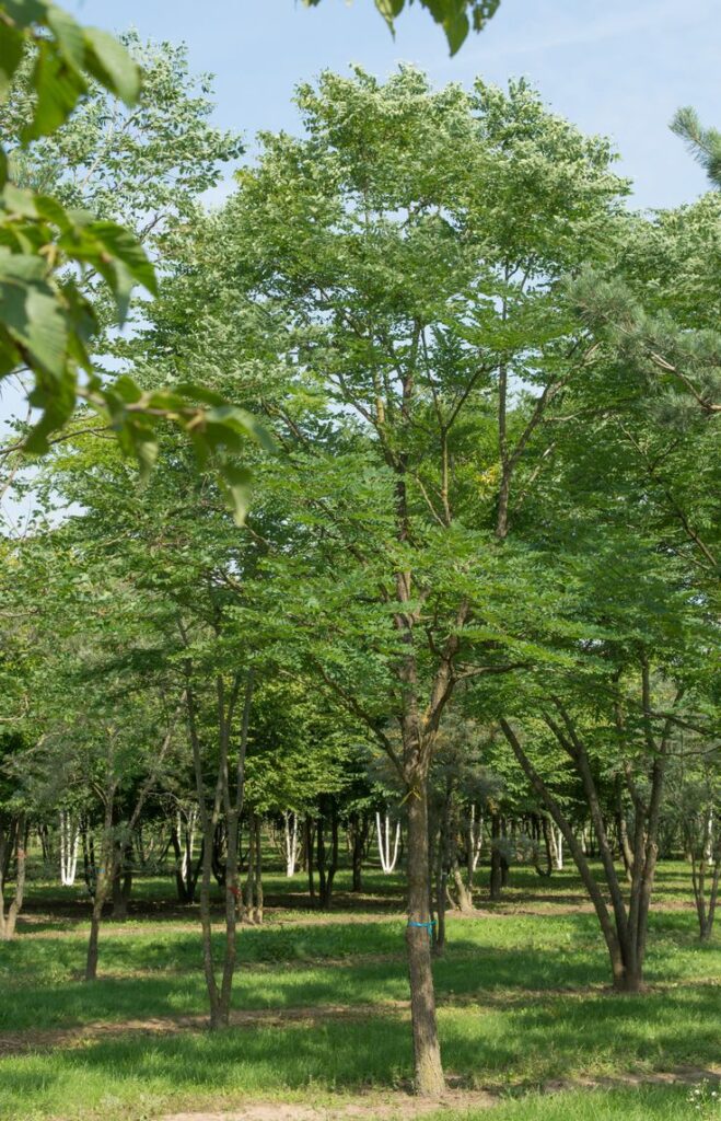 trong-cay-sao-den-cho-cong-trinh